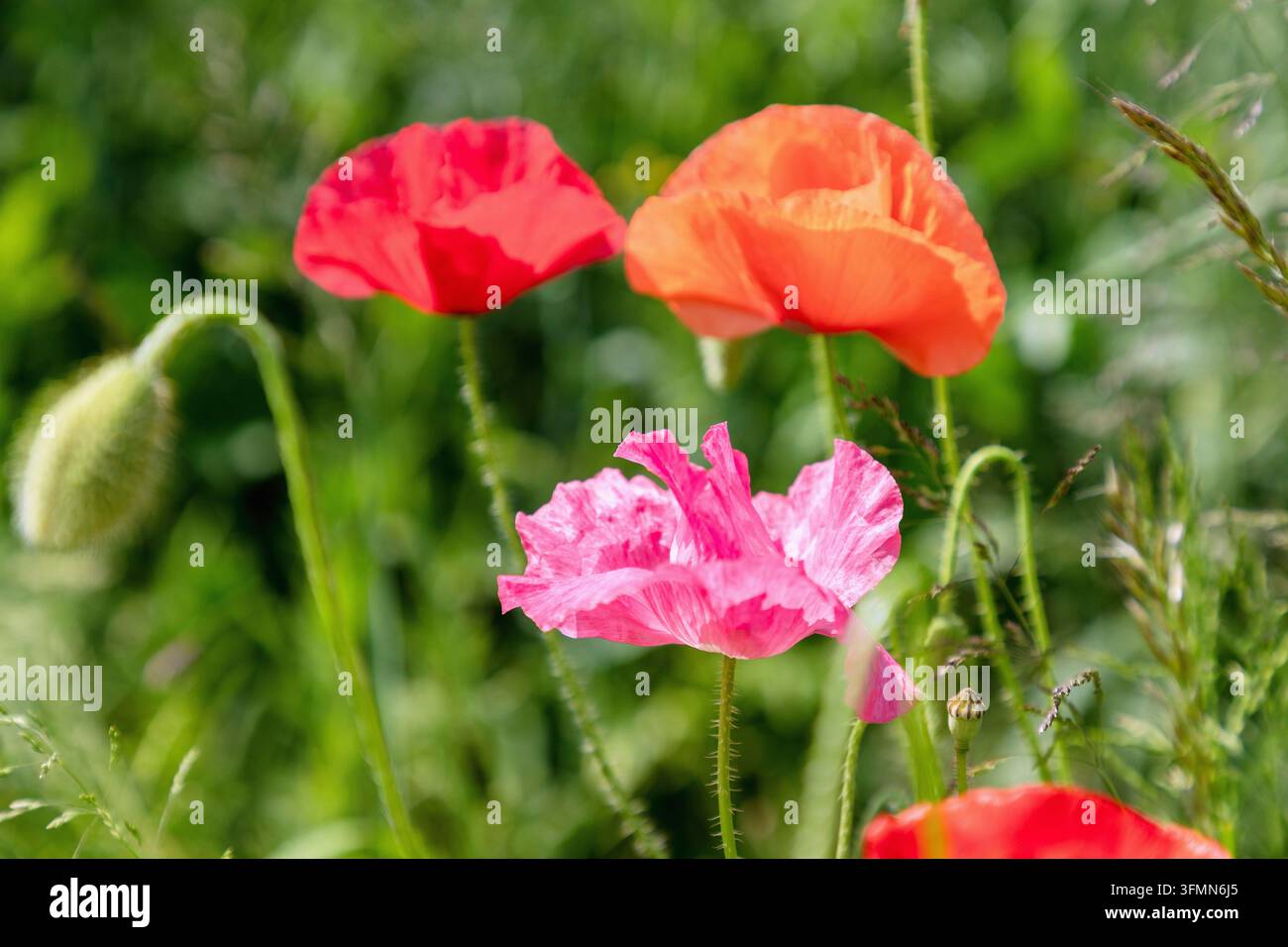 Coquelicots, papaver rhoeas, fleurs de diverses couleurs Banque D'Images