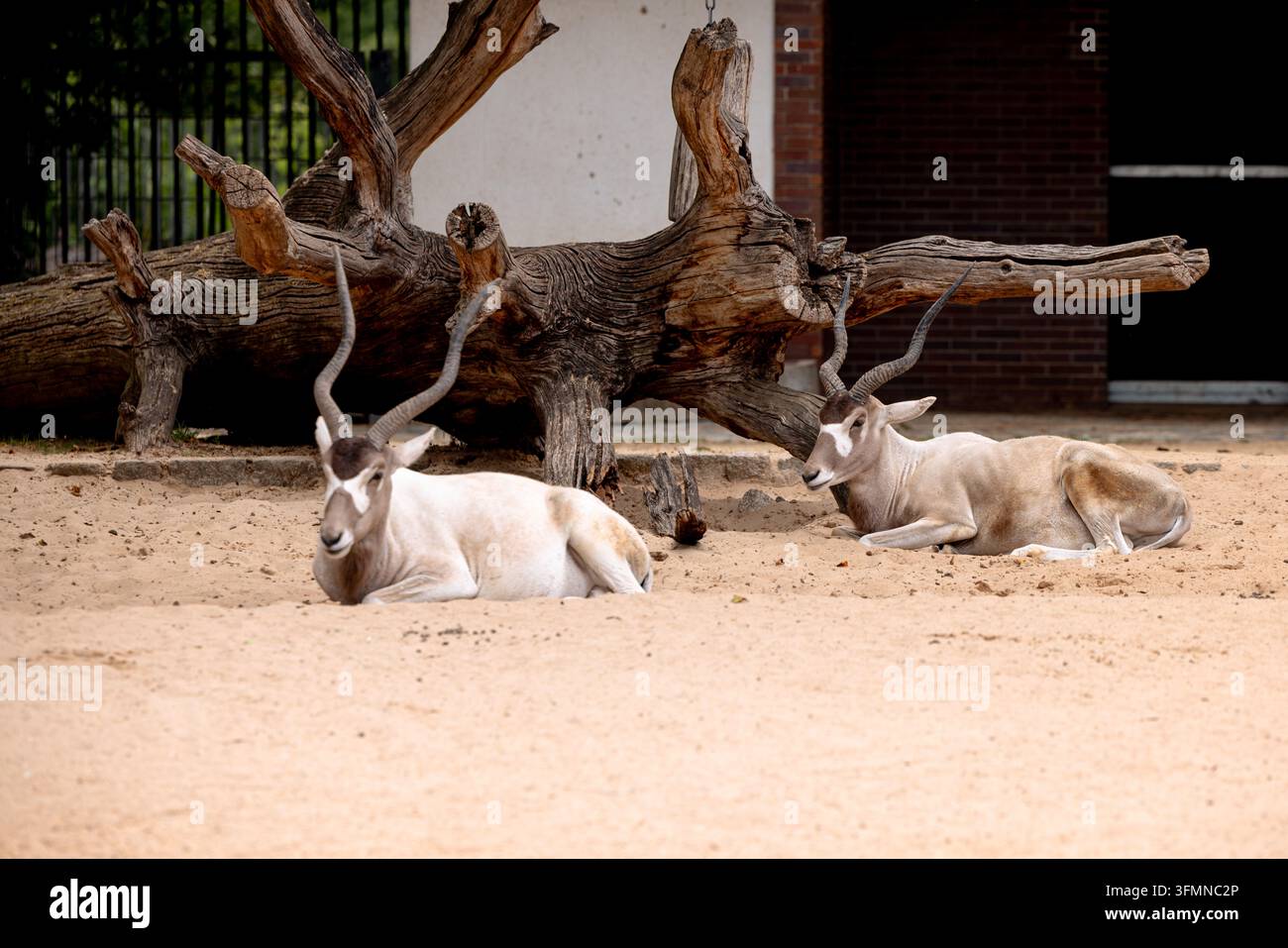 Antilope à cornes de couleur claire reposant sur un sol sablonneux à côté de troncs d'arbres tombés au zoo de Berlin. Banque D'Images
