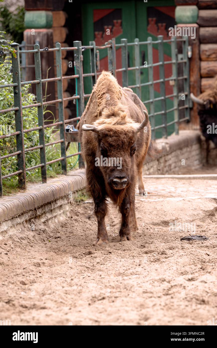 Bison d'Europe dans un enclos sablonneux au zoo de Berlin. Banque D'Images
