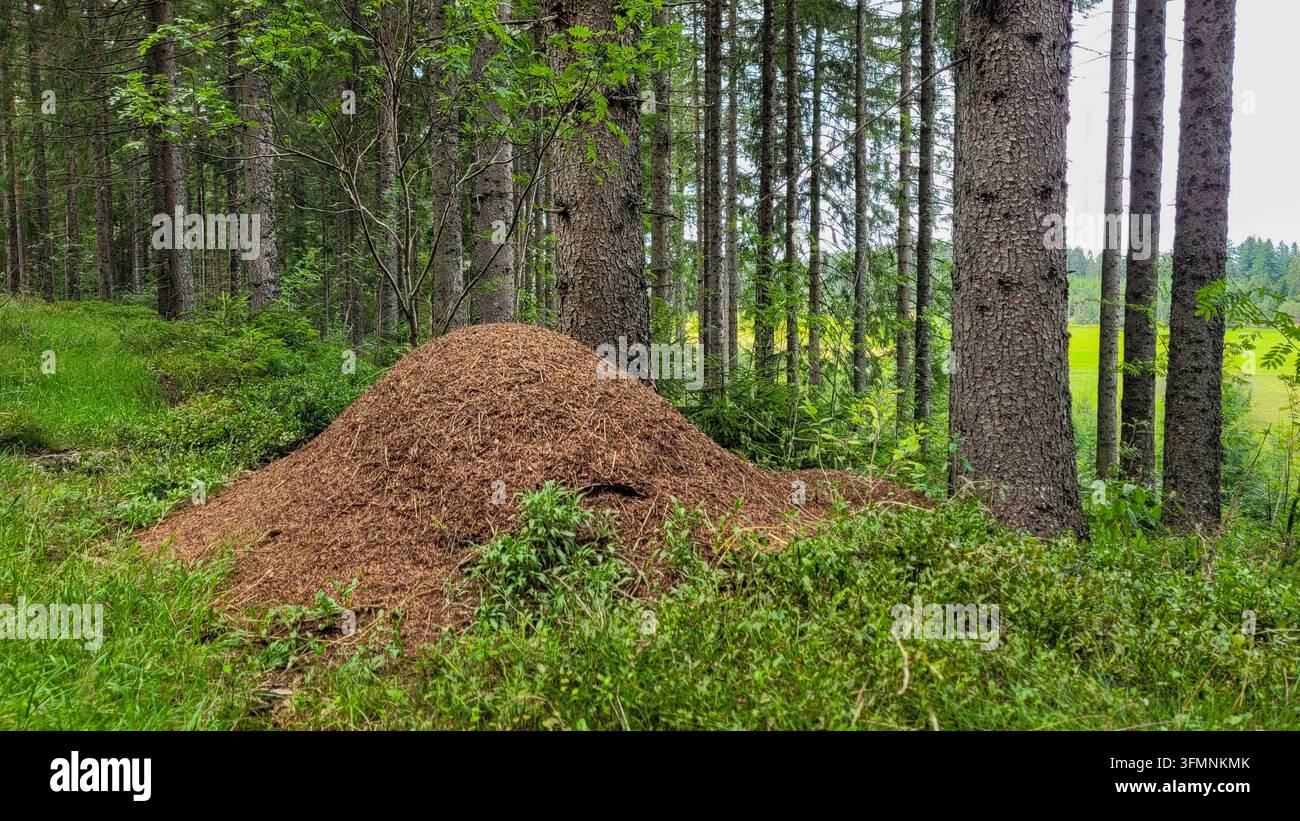 Grand fourmilière fait d'aiguilles de pin dans une forêt de conifères Banque D'Images