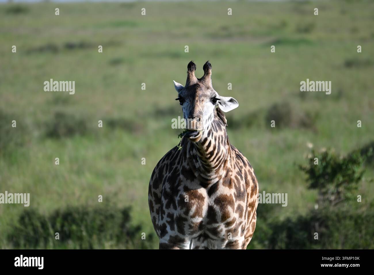 Girafe Masai (Giraffa tippelskirchi) se nourrissant de végétation dans les prairies de la réserve nationale du Masai Mara, Kenya. Banque D'Images