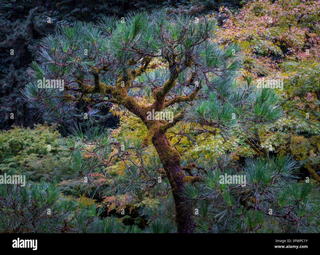 Un pin soigneusement taillé pousse parmi une végétation luxuriante dans le jardin japonais de Portland au Washington Park à Portland, Oregon. Banque D'Images