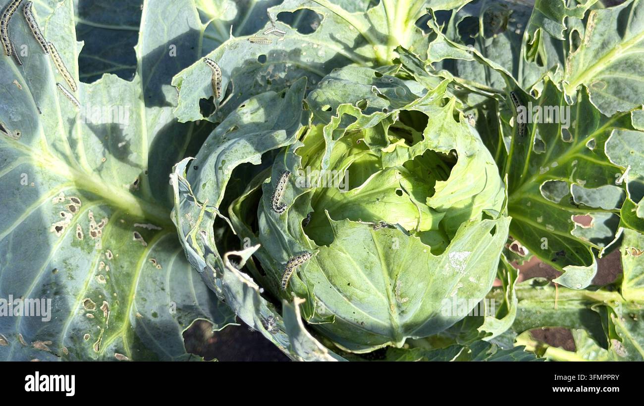 Vue rapprochée d'un chou vert et de ses feuilles environnantes fortement endommagées par des chenilles rayées se nourrissant du feuillage Banque D'Images