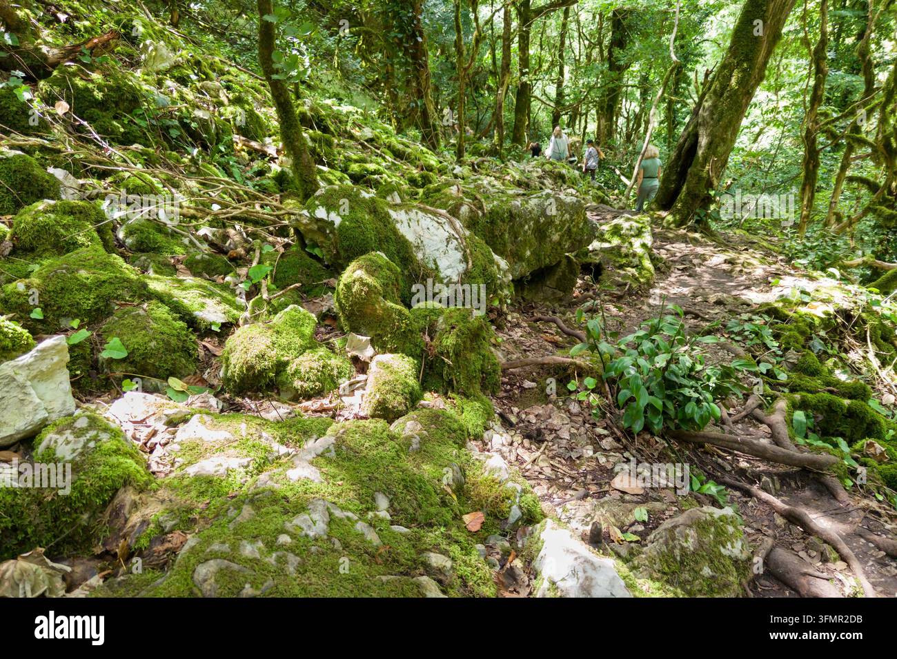 Un sentier de randonnée en terre serpente à travers une forêt dense et verdoyante. Le premier plan met en vedette de gros rochers et des racines d'arbres fortement recouvertes d'une mousse verte vibrante. Dap Banque D'Images