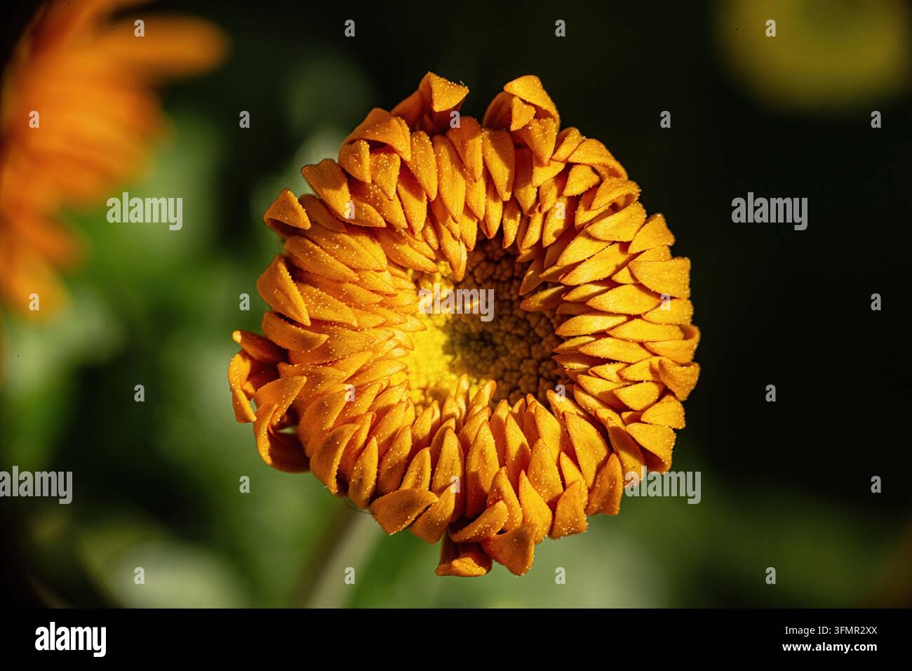 Fleur jaune-orange vif avec des pétales superposés Banque D'Images