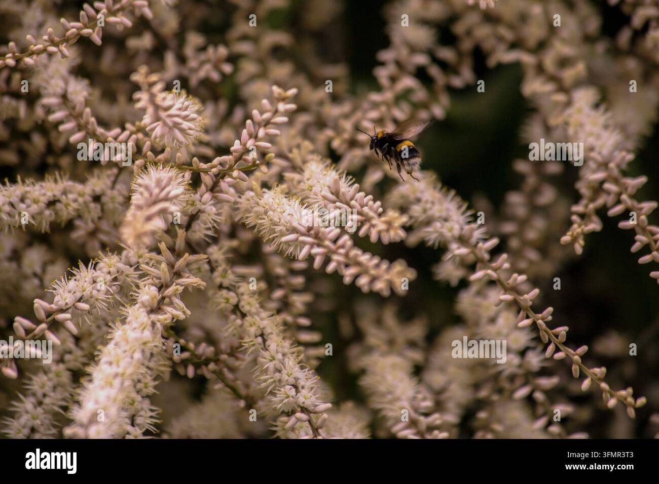 Bumblebee en vol près d’un palmier en fleurs Banque D'Images