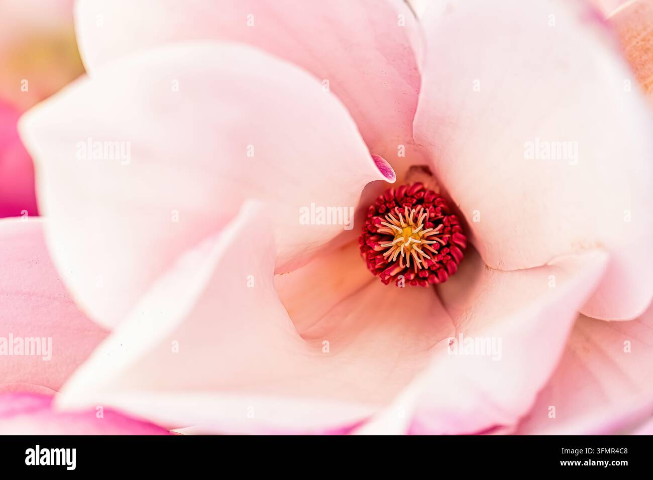 Grossissement d'une fleur blanche au centre rose Banque D'Images