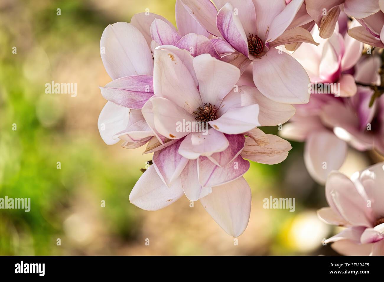 Fleurs blanches du printemps aux teintes roses douces Banque D'Images