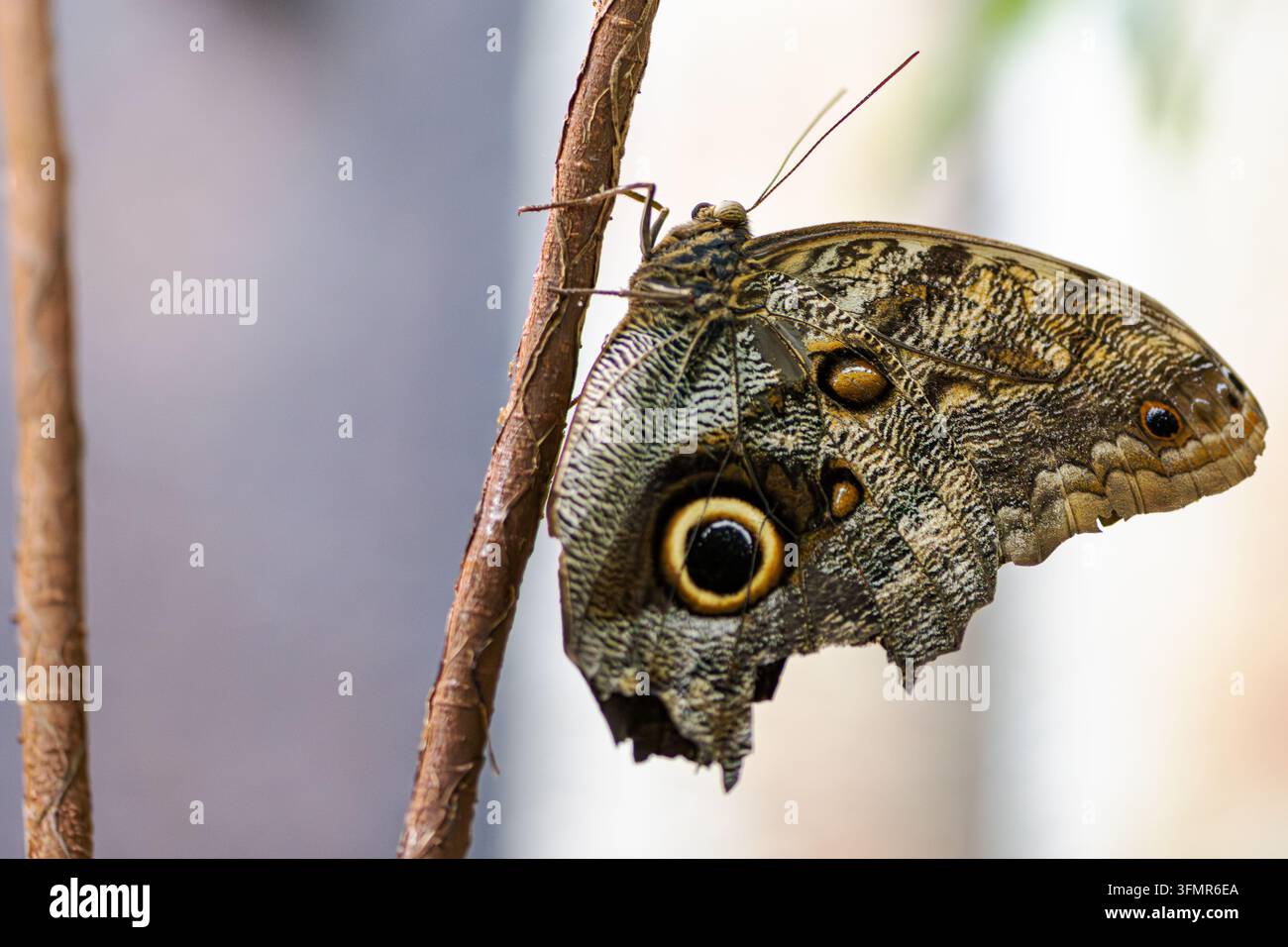 Papillon avec de grandes taches oculaires sur des ailes brunes à motifs reposant sur une branche Banque D'Images