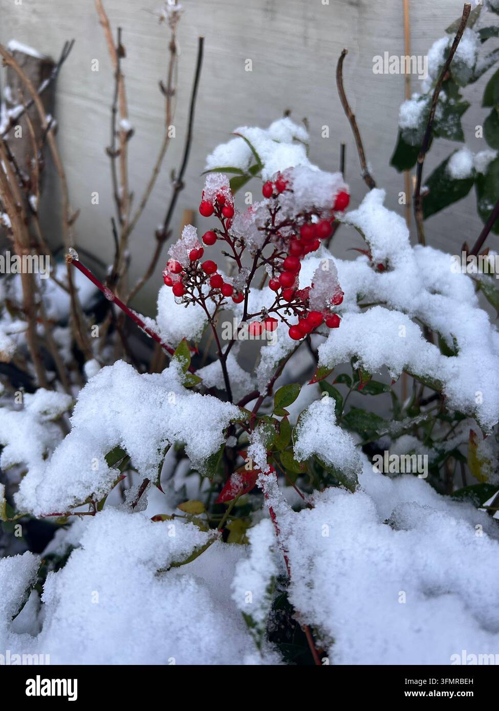 Baies rouges sur des branches enneigées dans un jardin d'hiver - Image de stock capturée avec un smartphone