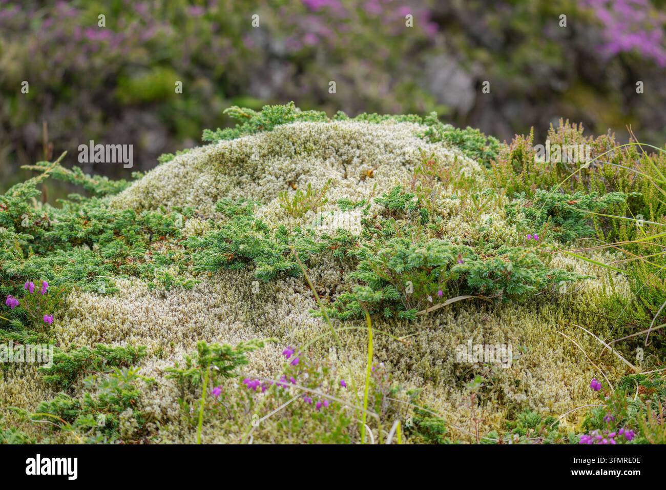 Grossissement détaillé de mousse de rennes vert pâle poussant parmi la bruyère et l'herbe vibrantes sur l'île de Hoy, îles Orcades Banque D'Images