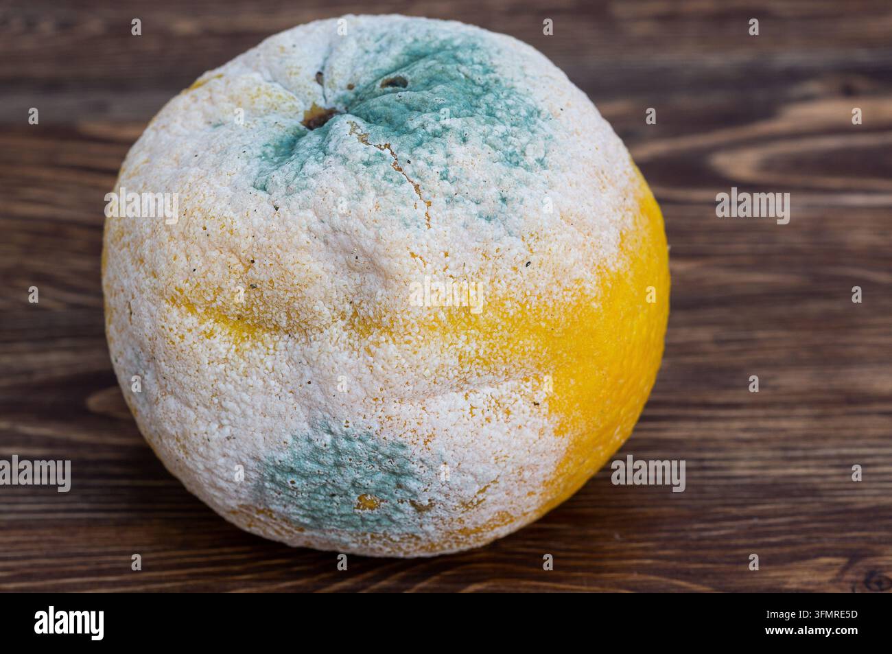 Une orange entière pourrie recouverte de moisissure verte et blanche posée sur une surface en bois Banque D'Images