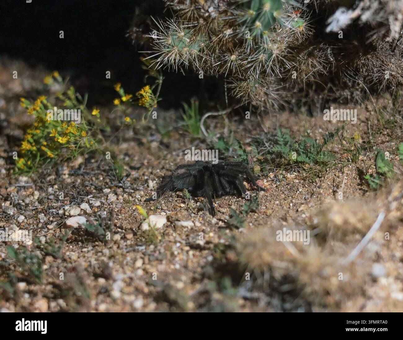 Grande tarentule du désert rampant la nuit près de cactus et de fleurs sauvages en Californie du Sud Banque D'Images
