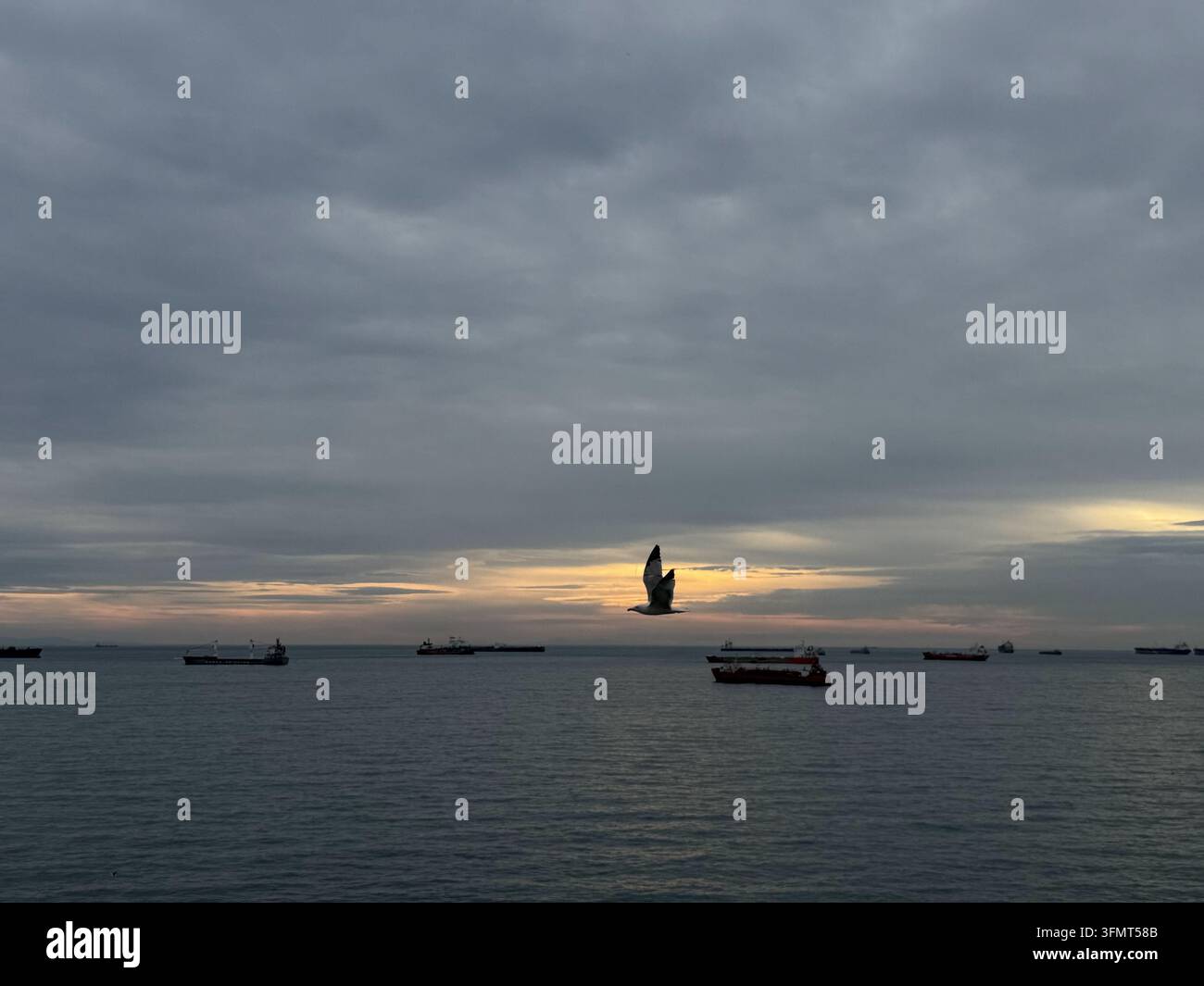 Une mouette vole au-dessus de la mer de Marmara alors que des cargos sont ancrés sous un ciel crépusculaire stratifié au large d'Istanbul, Türkiye. - Image de stock capturée avec un smartphone
