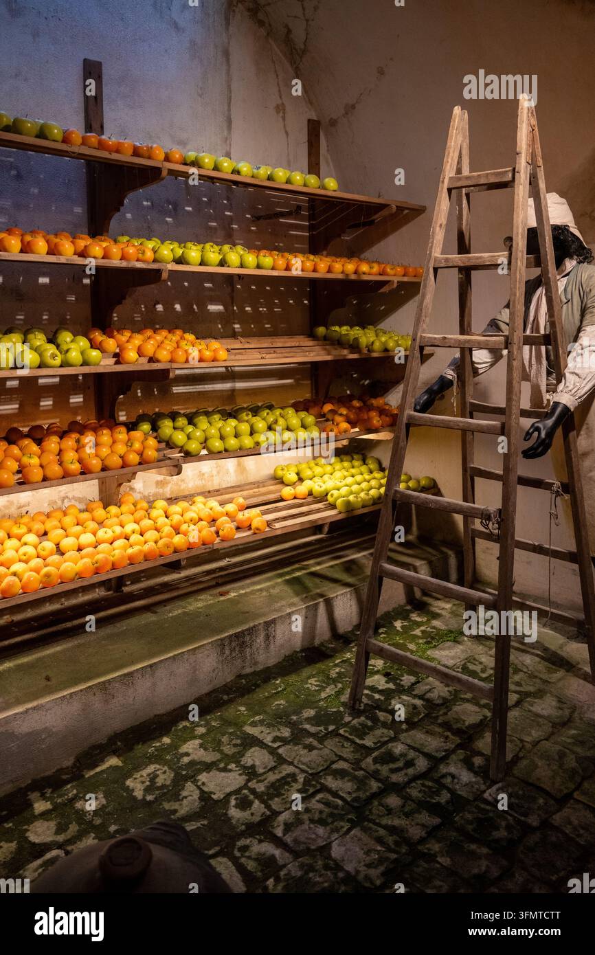 Des rangées de fruits verts et orange bordent des étagères en bois à côté d'une échelle et d'une figurine d'époque dans une salle de service historique à Vaux-le-Vicomte. Banque D'Images