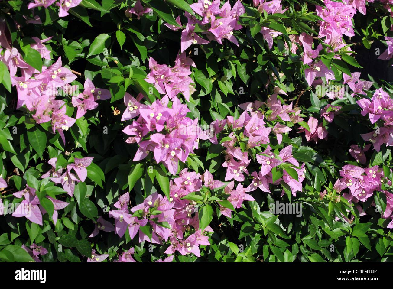 Un buisson dense de bougainvilléea rose clair en pleine floraison avec des feuilles vert vif dans un jardin ensoleillé Banque D'Images