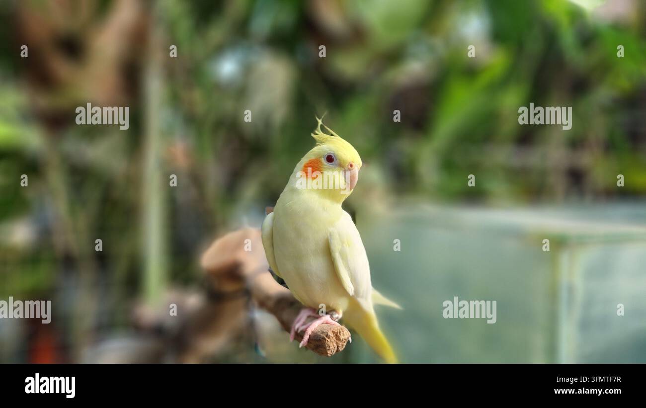 Le cacatuel lutino est l'une des mutations les plus populaires du cacatuel, avec des plumes blanches à jaune clair et des taches joues orange/rouge. - Image de stock capturée avec un smartphone