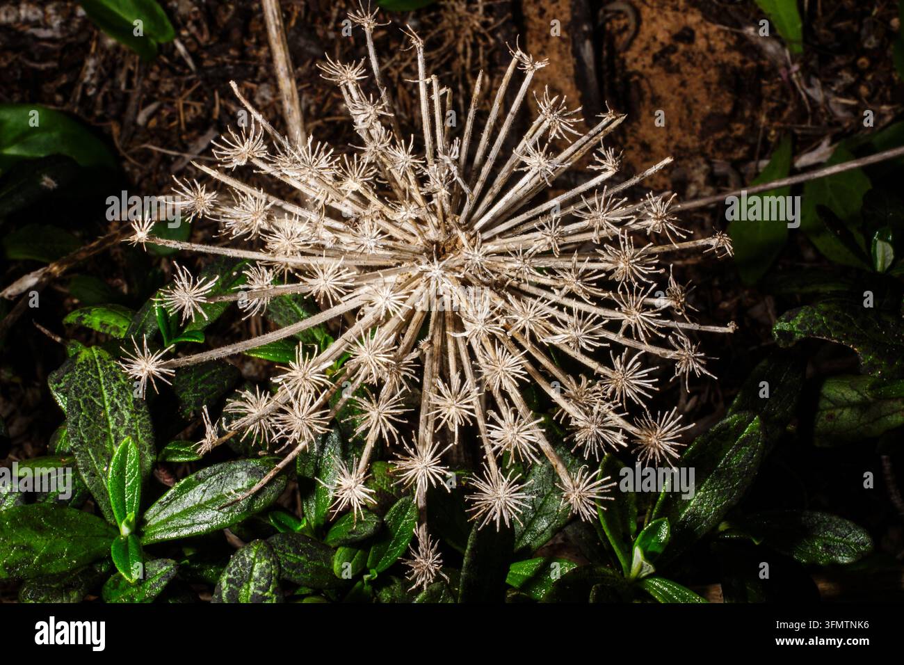 Tête de fleur séchée d'une ombellifère, Portugal Banque D'Images