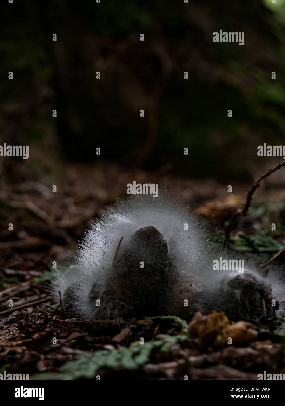 Moisissure blanche et poilue se développant sur des matières organiques en décomposition sur un sol forestier humide, entourée de litière et de végétation forestière. Banque D'Images
