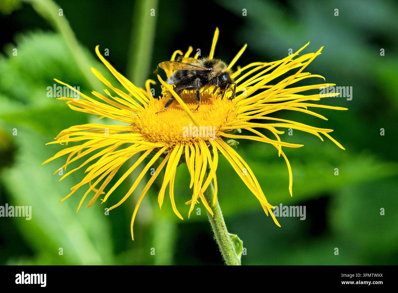Un bourdon à queue fauve se nourrissant d'une fleur jaune d'œil d'oxalis, Parc national de Tara, Serbie Banque D'Images
