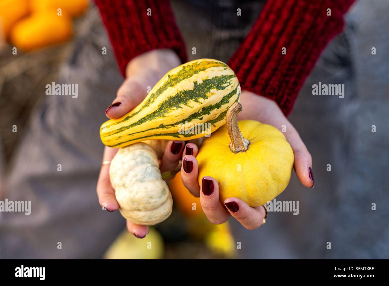 Femme tenant des citrouilles décoratives. Gros plan d'une femme tenant des citrouilles décoratives colorées dans un cadre de récolte automnale. Banque D'Images