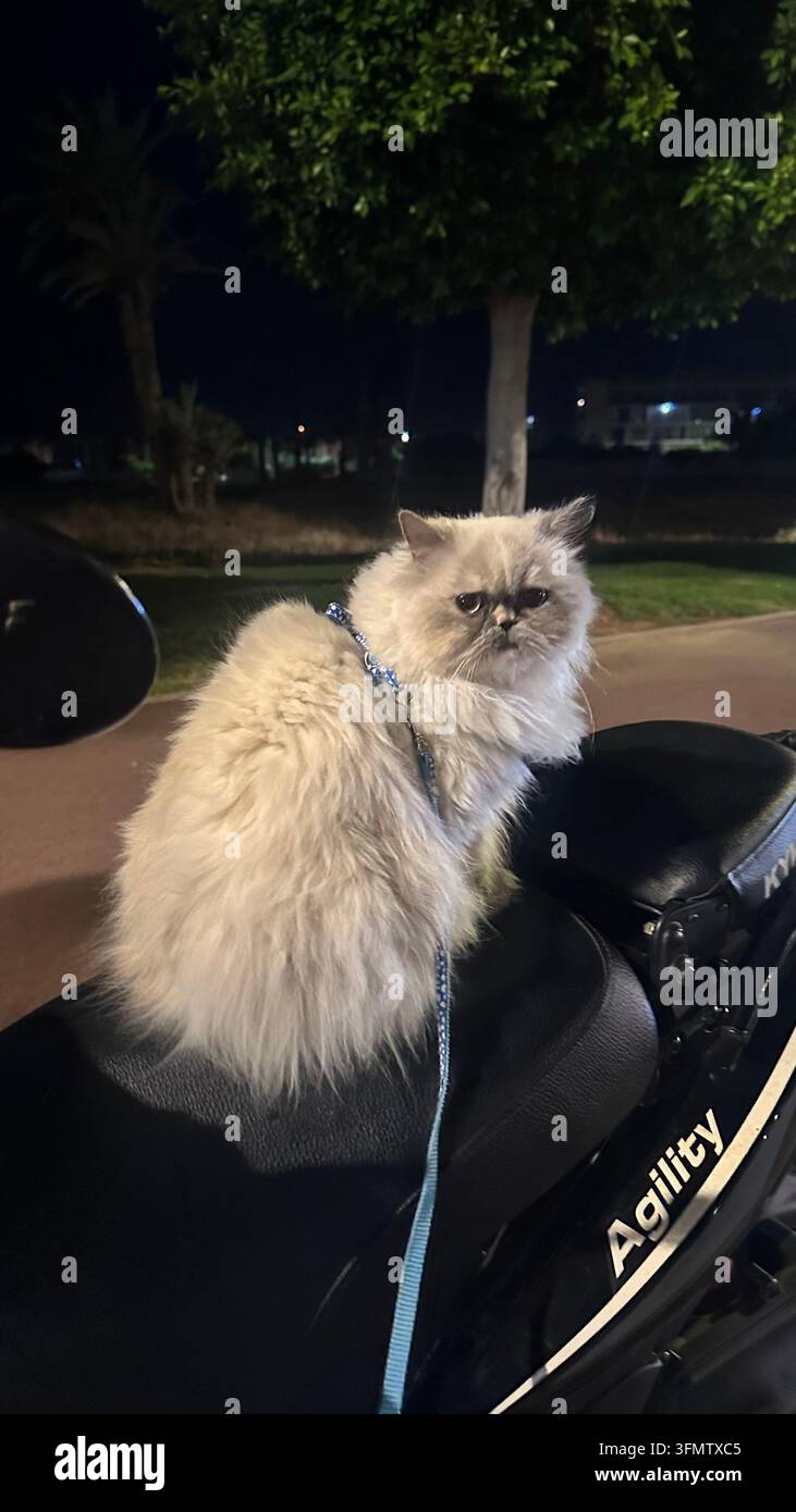 Chat persan duveteux assis sur une scooter dehors la nuit, portant un harnais bleu et regardant l'appareil photo. Banque D'Images