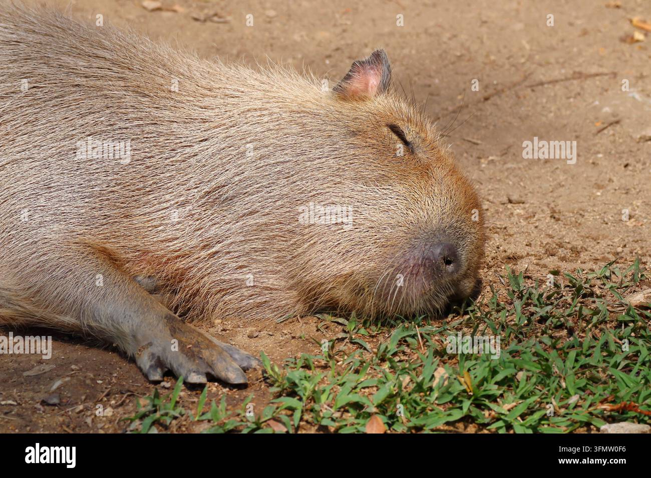 Portrait d'un capybara (Hydrochoerus hydrochaeris) très mignon endormi, le plus grand rongeur Banque D'Images