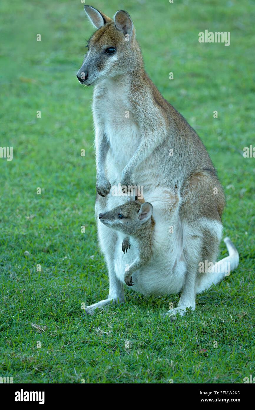 Un wallaby agile femelle (Notamacropus agilis) se tient debout sur de l'herbe verte avec un jeune joey curieux qui sort de sa poche, Queensland, Australie Banque D'Images