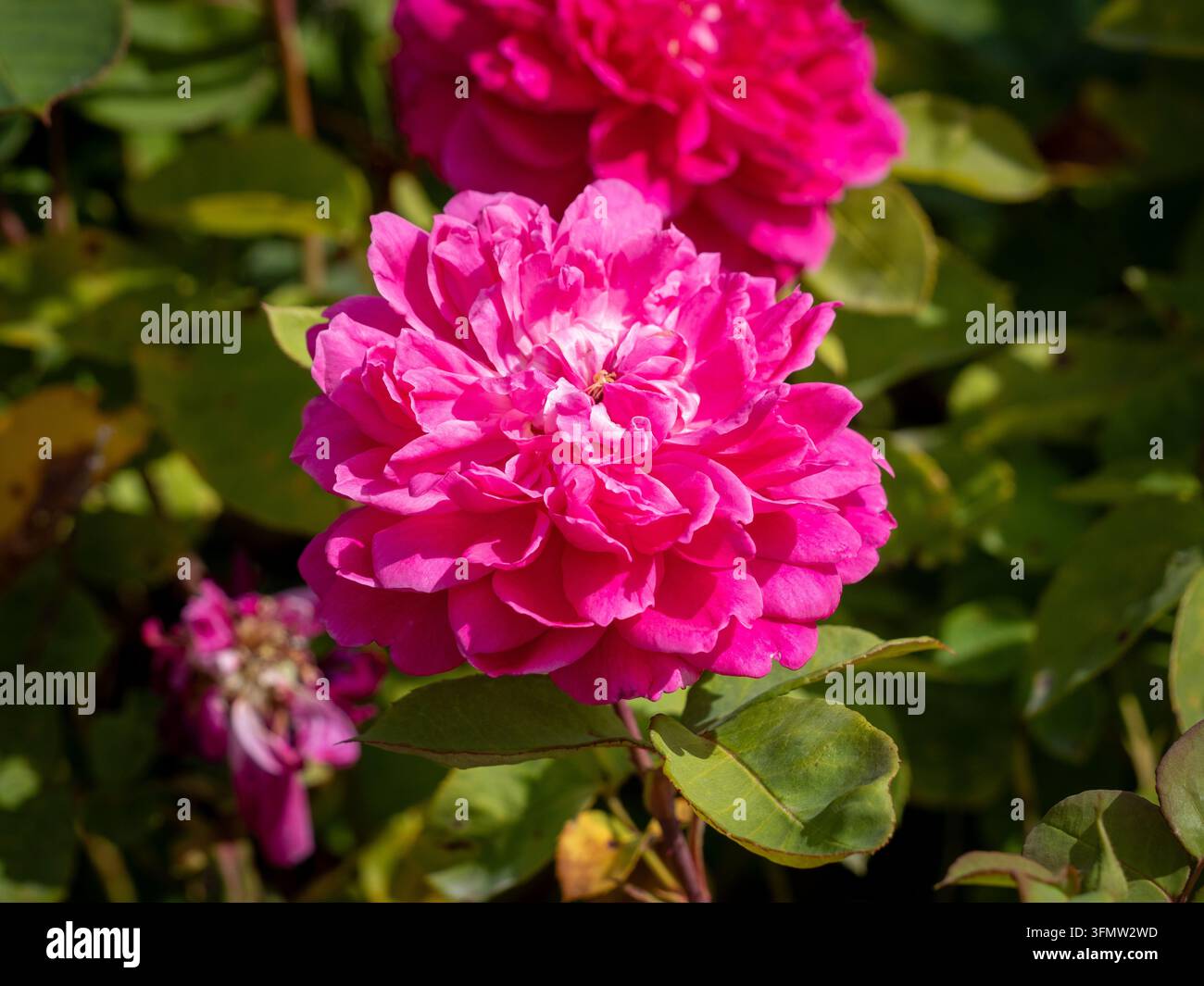 Fleurs rose foncé en forme de rosette de Rosa 'Auslot', Sophy's Rose, fleurissant sous un soleil d'été chaud. Banque D'Images