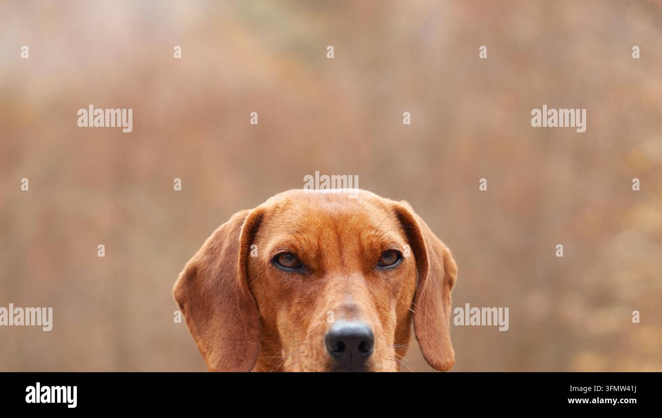 Le chien monténégrin de chasse de montagne regarde directement la caméra lors d'une aventure automnale en plein air. Le portrait en gros plan montre le chien de chasse à poil court Banque D'Images