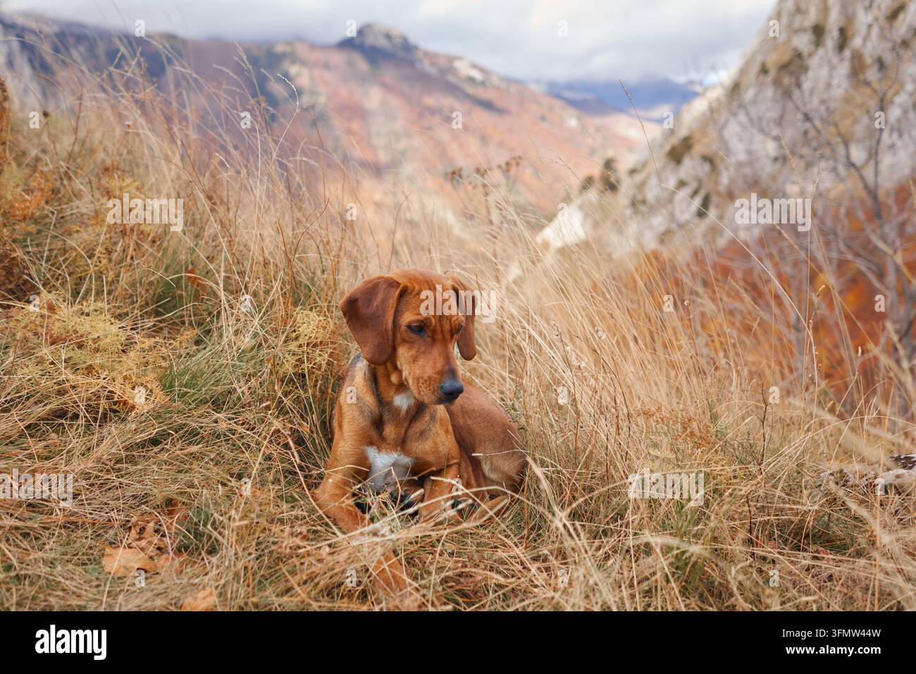 Le chien Montenegrin Mountain Hound se repose dans l'herbe sèche pendant une randonnée en montagne à l'automne. Des pentes rocheuses et un paysage saisonnier coloré entourent le chien de chasse Banque D'Images