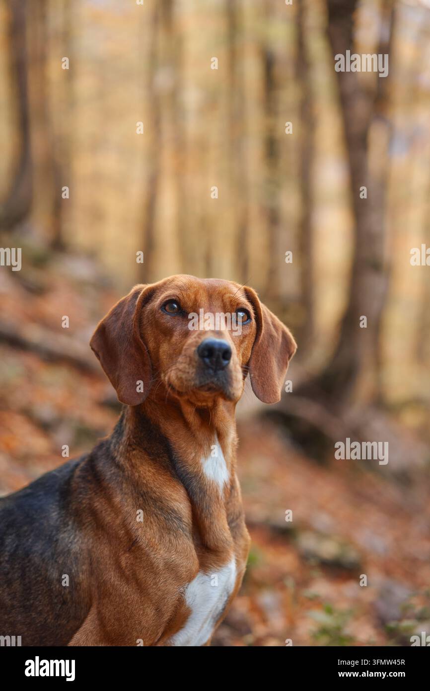Le chien Montenegrin Mountain Hound fait face à la caméra dans une forêt automnale chaude. Le feuillage doré et la forêt floue créent un arrière-plan saisonnier naturel Banque D'Images
