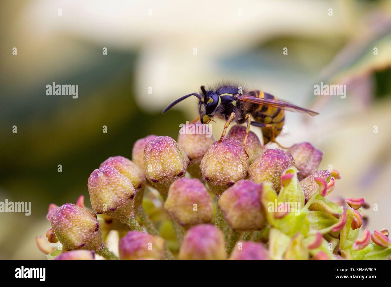 Guêpe commune - Vespula Vulgaris Banque D'Images
