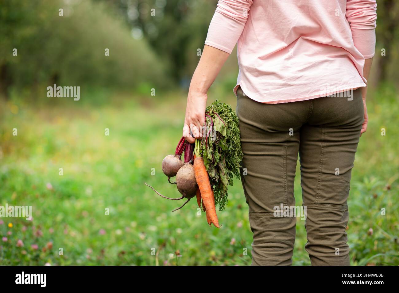 Femme marchant dans un verger tenant des betteraves fraîchement récoltées et des carottes à la main, présentant des légumes biologiques pendant la saison agricole d'automne. Banque D'Images