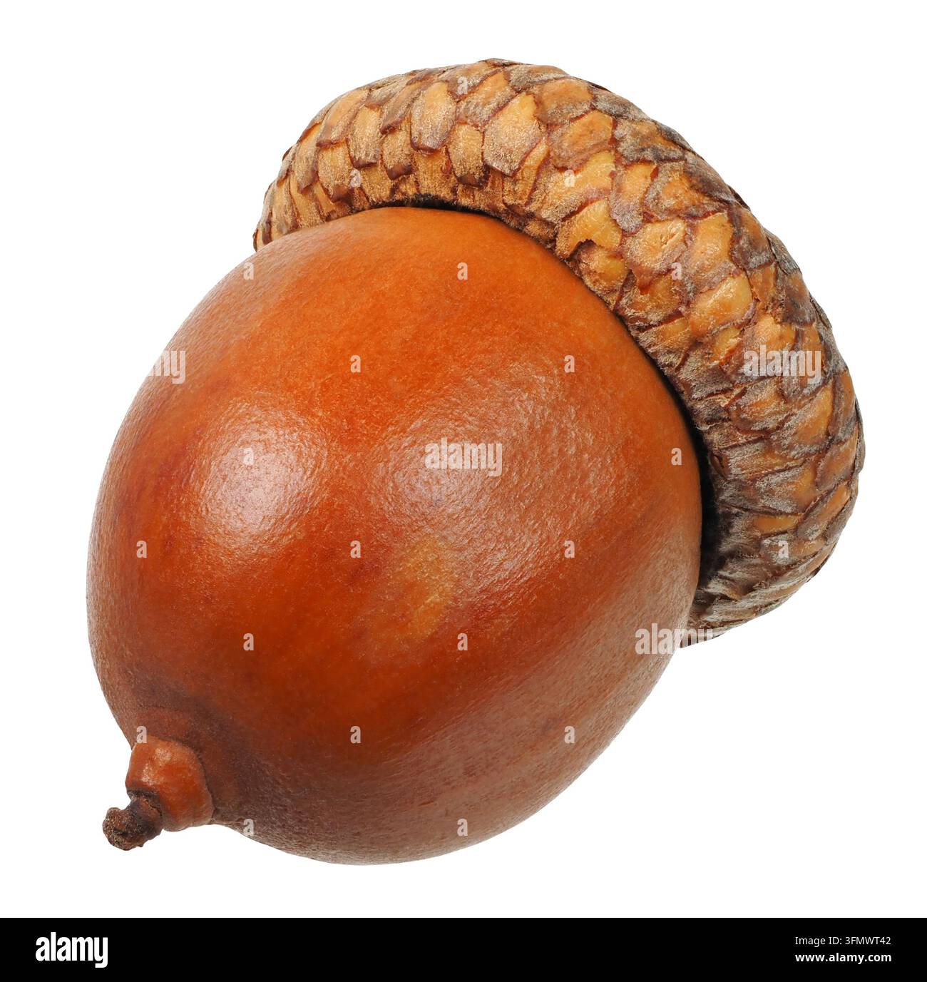 Acorn Brown isolé sur fond blanc Banque D'Images