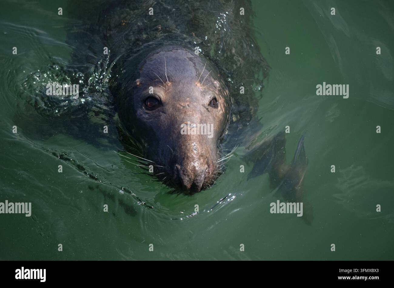 Phoque gris nageant vers l'appareil photo dans les eaux côtières vertes, avec sa tête émergeant à la surface. Banque D'Images