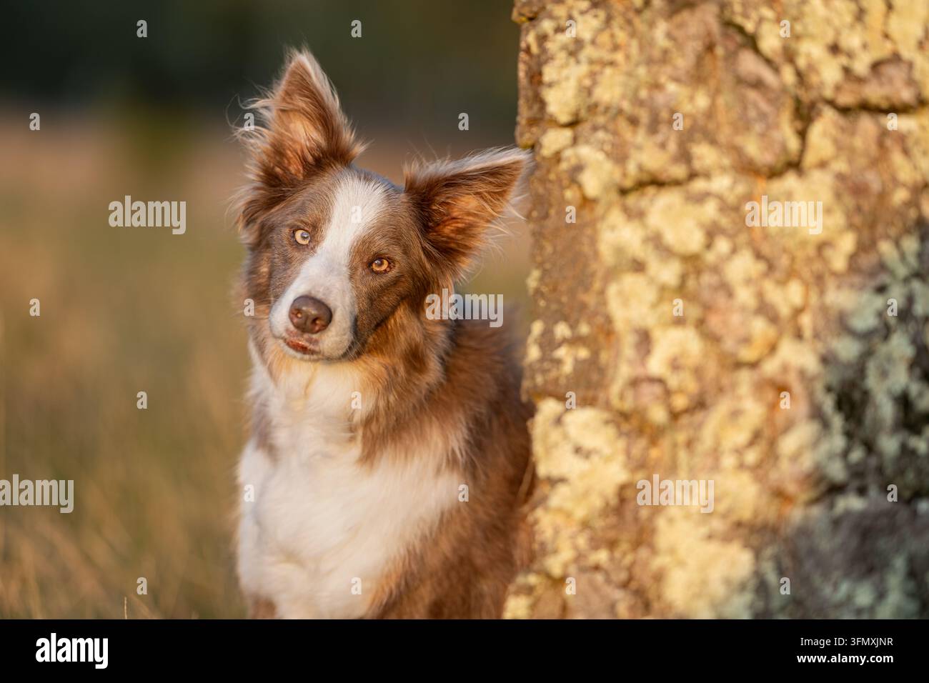 Border Collie curieux regardant autour du tronc d'arbre dans une forêt automnale naturelle Banque D'Images