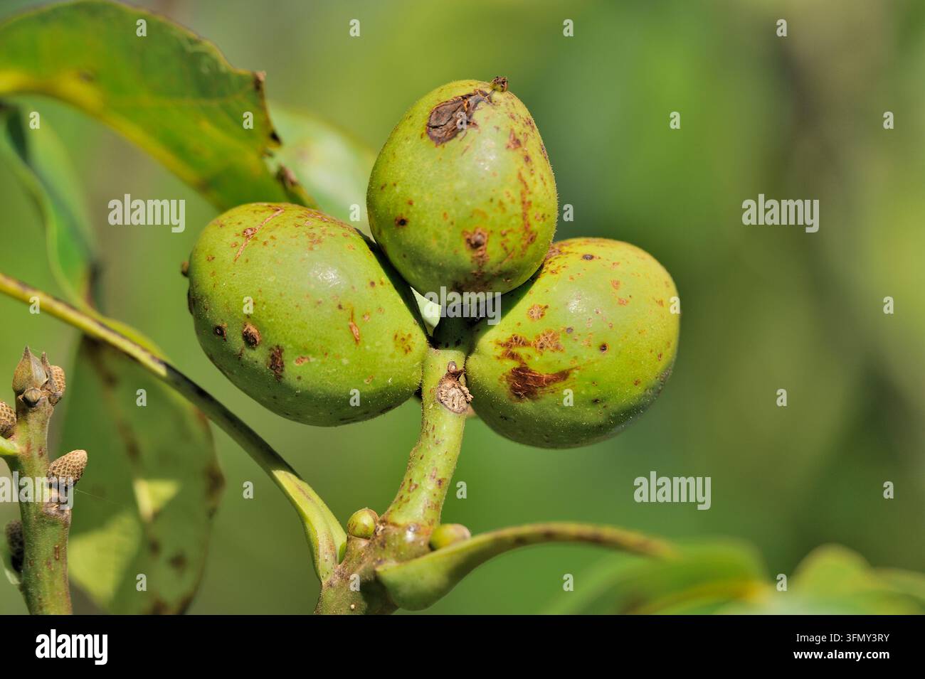 Noix commune (Juglans regia) fruits immatures sur un arbre mature poussant dans un parc à Berwickshire, Écosse, en septembre Banque D'Images
