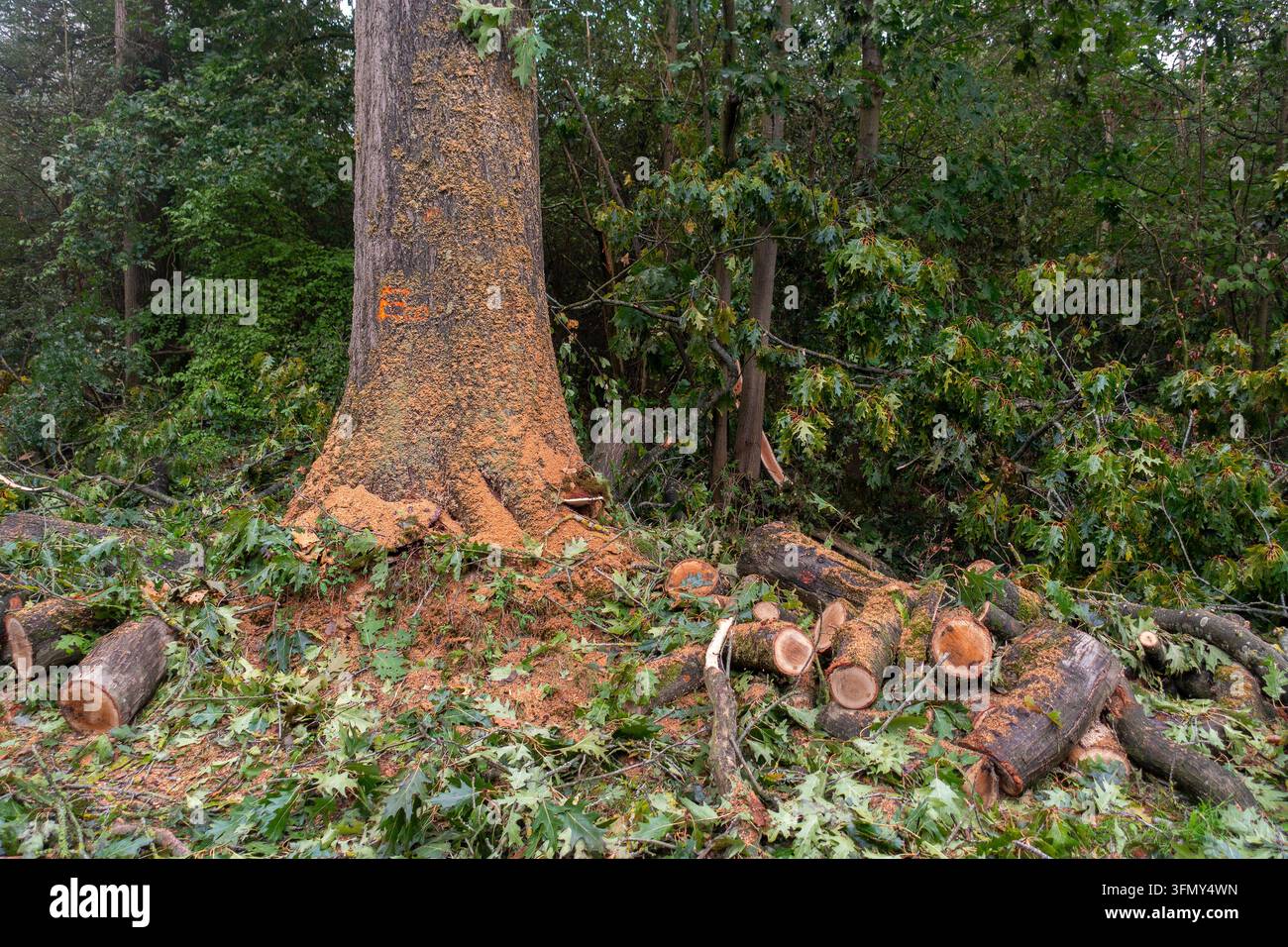Sections coupées de branches taillées empilées à la base d'un arbre taillé dans la forêt par un arboriste / chirurgien des arbres Banque D'Images