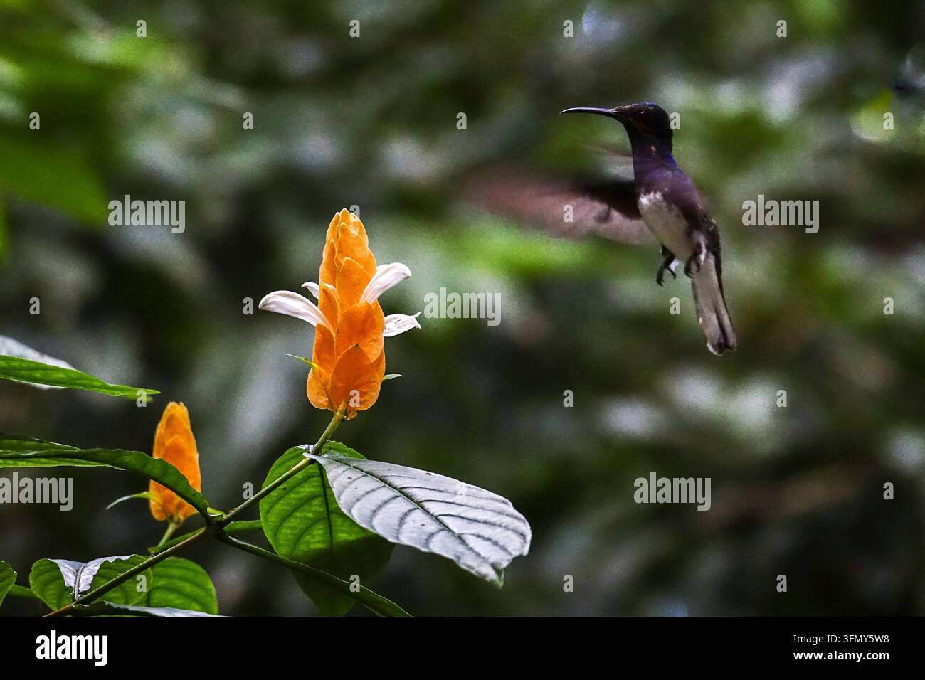 Un colibri à cou blanc (Florisuga mellivora) plane à côté des bractées dorées et des fleurs blanches d’une plante des crevettes dorées (Pachystachys lutea) à Arnos Vale, Tobago, Trinité-et-Tobago. Banque D'Images