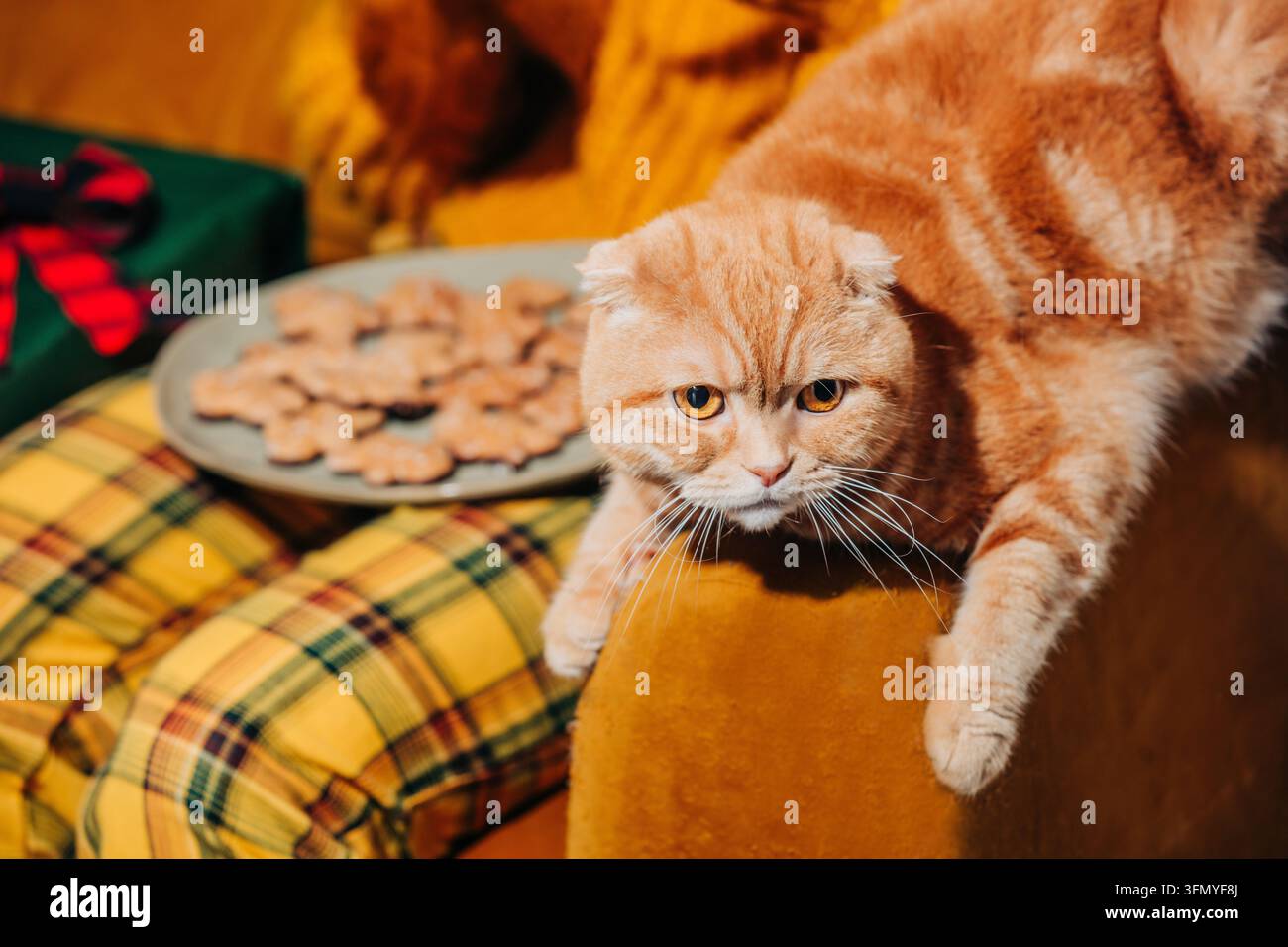 Un chat roux se prélasse à côté d'une femme portant un pantalon vintage jaune et un pull festif sur un canapé marron, avec des biscuits et du lait créant une ambiance chaleureuse de Holi Banque D'Images