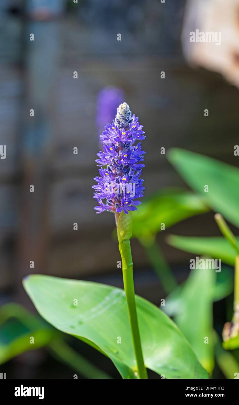 Pickerelweed en fleurs sur une rive de lac éloignée dans le parc provincial de Restoule en Ontario Banque D'Images