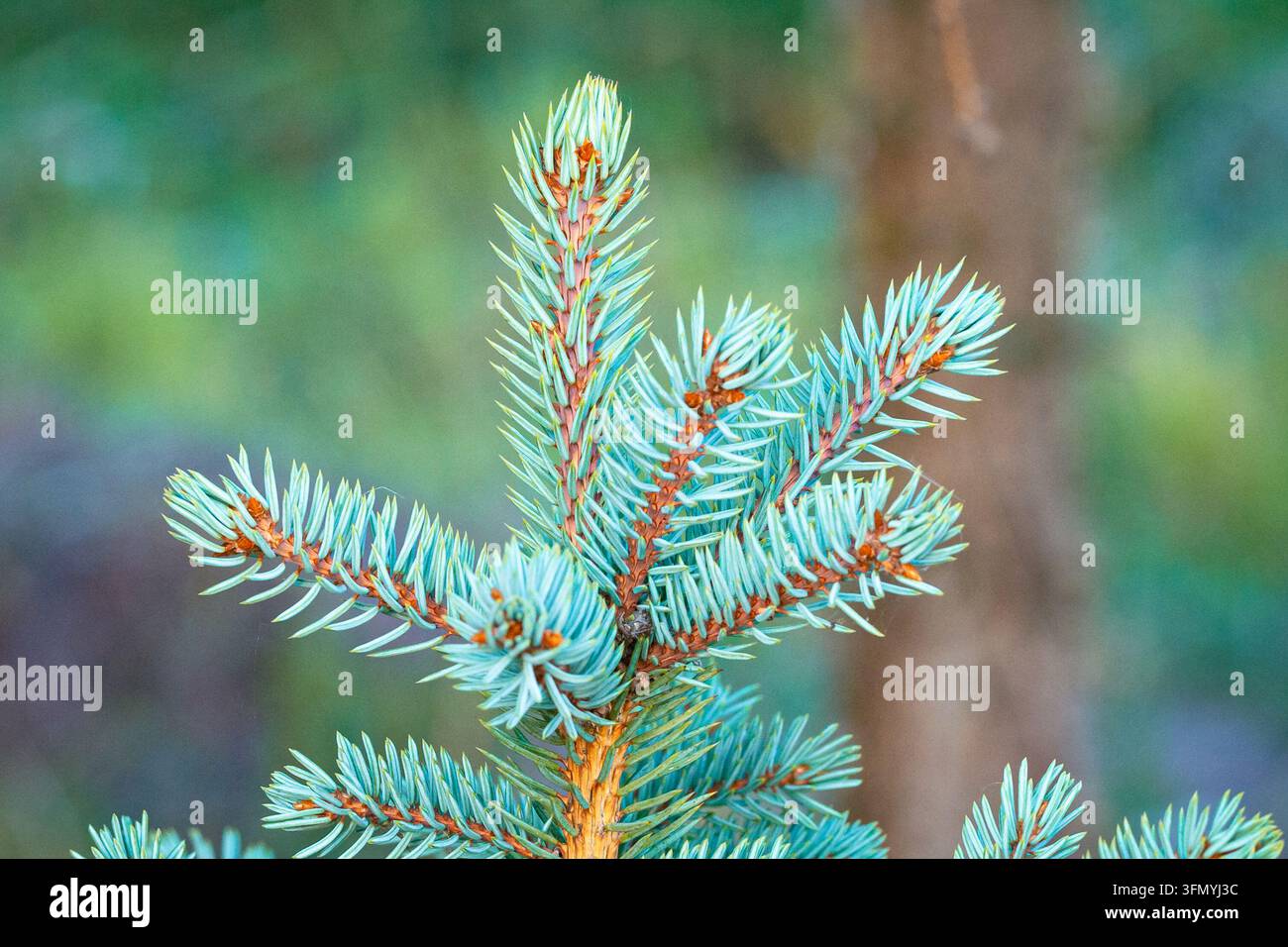 Aiguilles colorées vibrantes au sommet d'une épicéa bleue, Picea pungens glauca. Banque D'Images