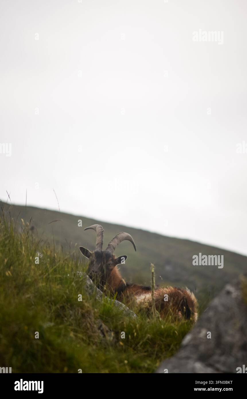 Chèvre sauvage à longues cornes reposant parmi les hautes herbes et les rochers sur une colline isolée en Irlande sous un ciel nuageux. Banque D'Images