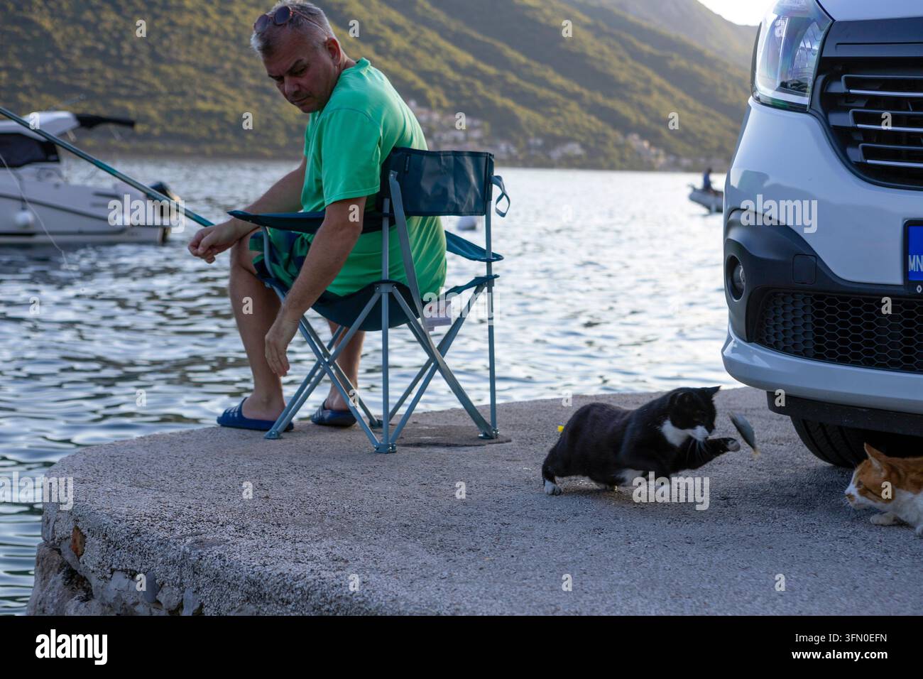 5 juillet 2026, Perast, Monténégro, les chats bondissent sur les poissons lancés par un pêcheur depuis la jetée Banque D'Images