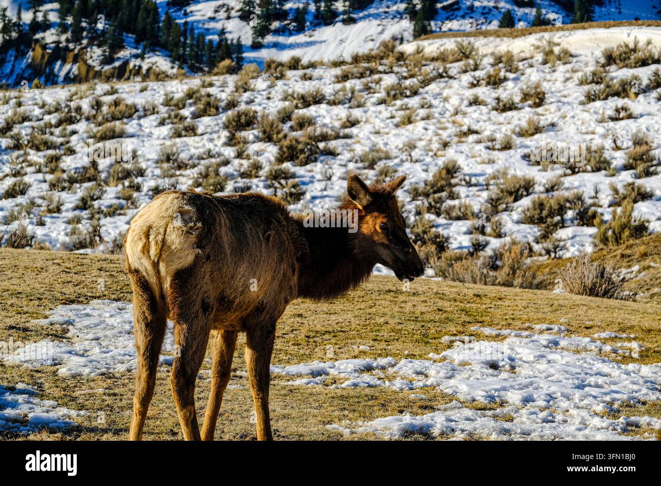 Wapiti en hiver Banque D'Images