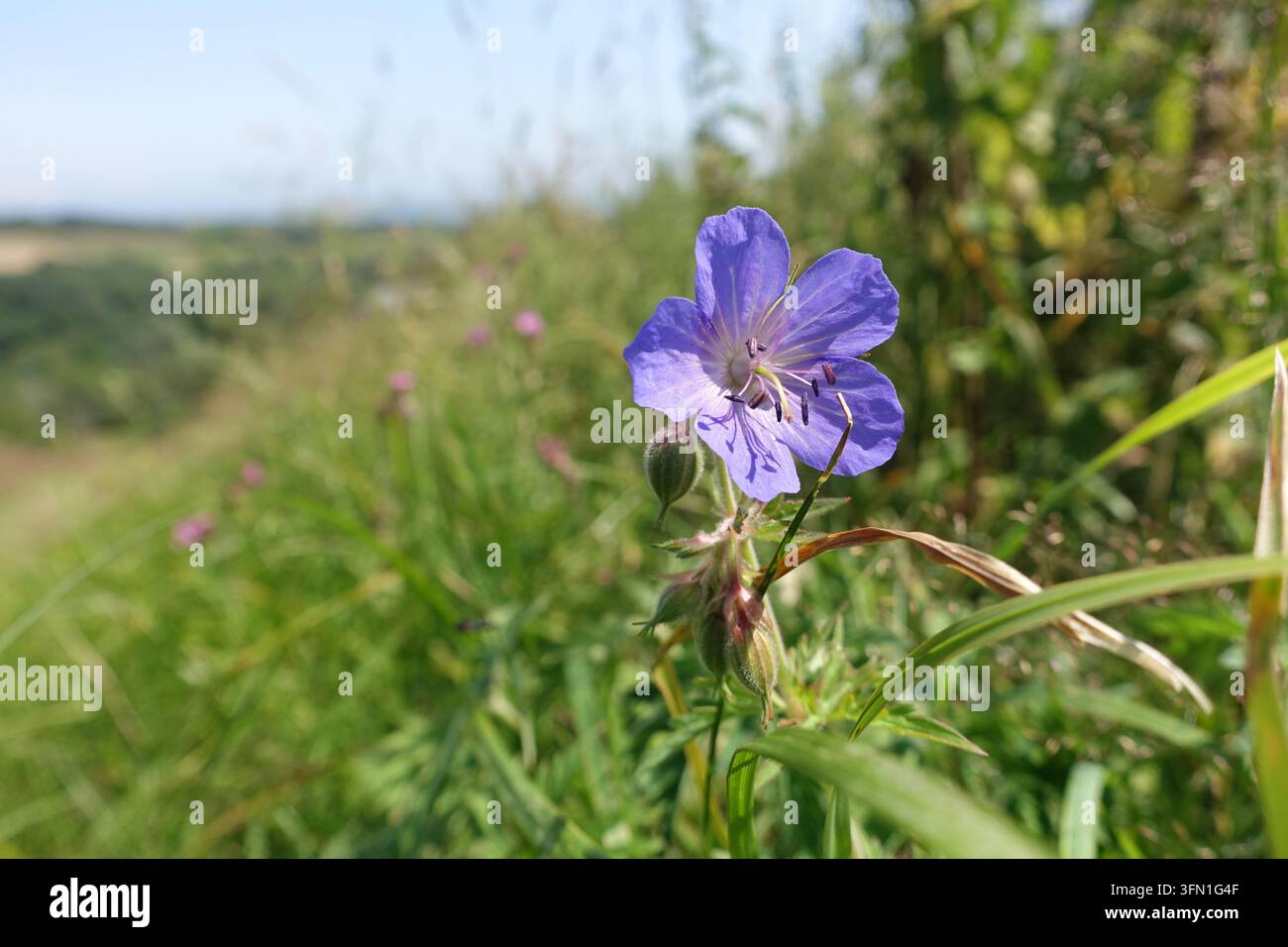 Grossissement d'une fleur sauvage d'anthémis pourpre épanouie parmi les graminées et la végétation naturelle, avec un flou doux de la campagne créant un fond vert. Banque D'Images