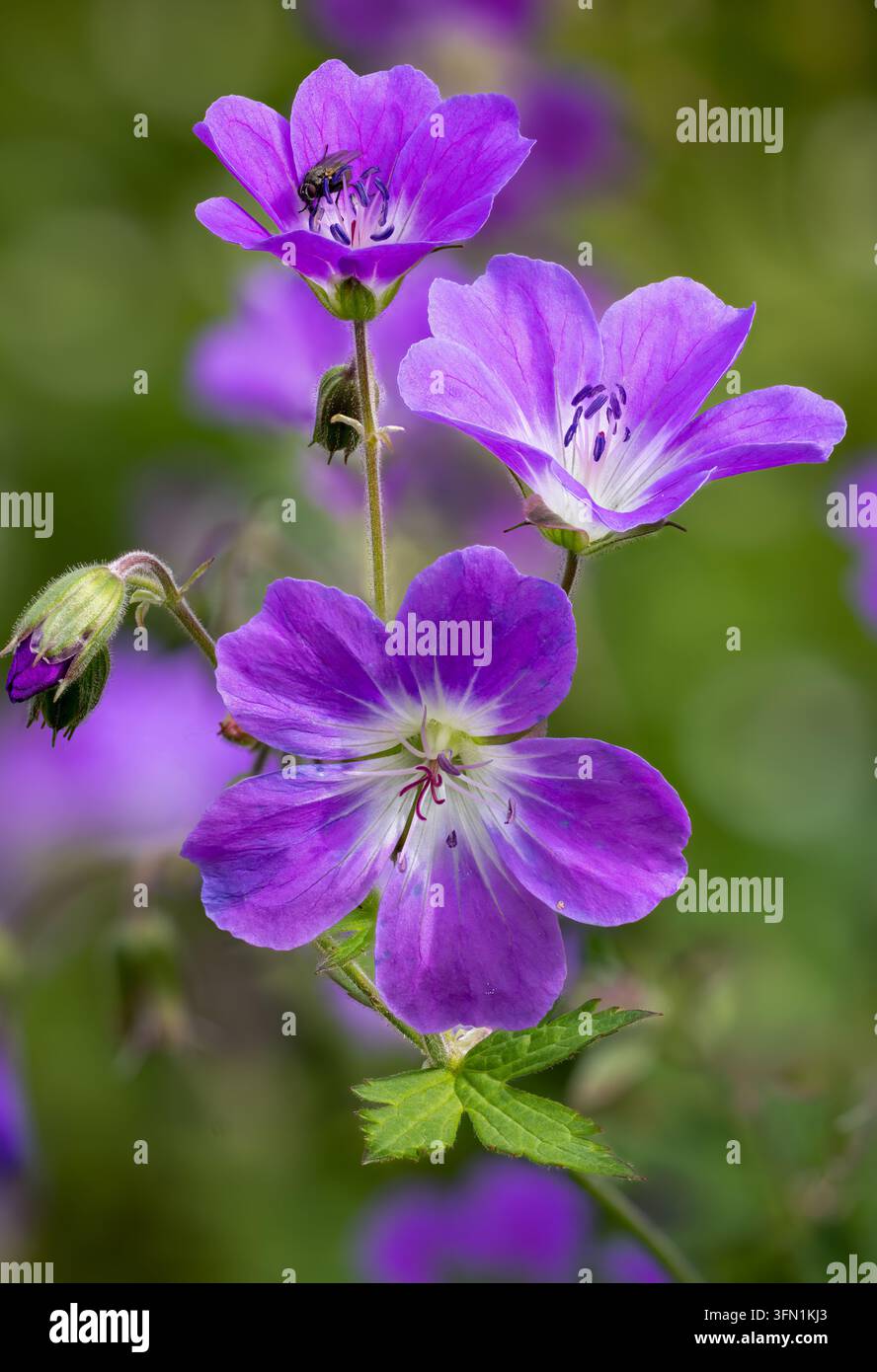 Géranium des bois en fleurs Banque D'Images