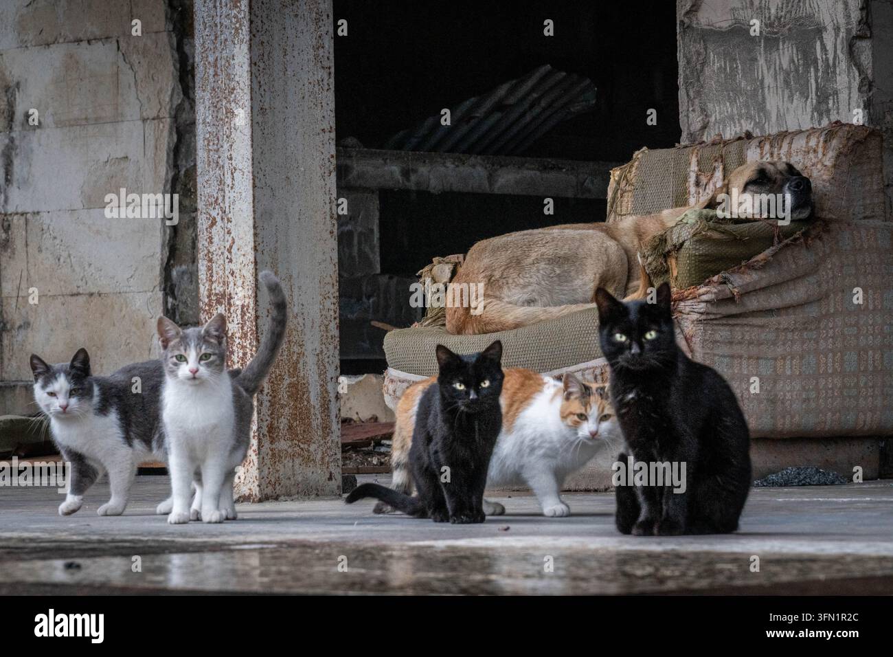 Chats errants et un chien sans-abri parmi les ruines d'un sanatorium abandonné à Tskaltubo, en Géorgie. Banque D'Images