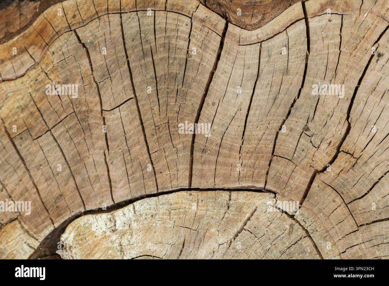 Grossissement d'une section transversale de tronc d'arbre montrant le veinage naturel du bois, les cercles de croissance annuelle, les fissures et les motifs complexes dans des tons beige et brun Banque D'Images